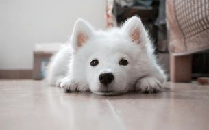 white fluffy puppy is lying on the floor close up on blurred background