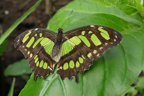 Butterfly with a green pattern on its wings on a green leaf