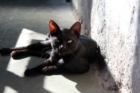 portrait of Black domestic kitty