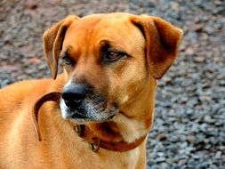 brown Dog Pet portrait