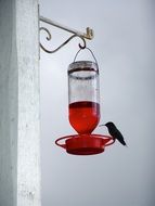 hummingbird near the drink