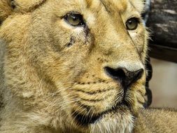 portrait of a lioness in Nuremberg zoo