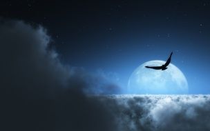 flight of the bird on the background of the moon