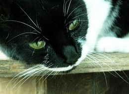 portrait of a black and white cat with green eyes