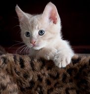 adorable domestic kitten