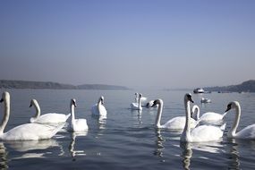 many white swans on the water