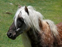 Wild Pony