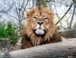 lion behind a tree trunk