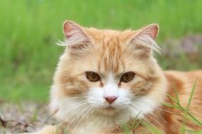 red fluffy cat on the lawn