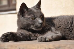 wild cat in attention