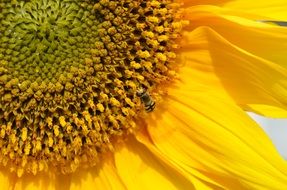 insect on yellow sunflower petals