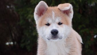 fluffy shaggy puppy