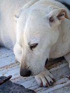 head of a white dog close up