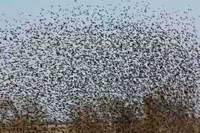 giant flock of blackbirds