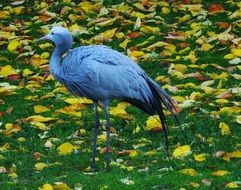 Blue rattle Stork in nature