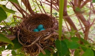 blue eggs in a nest on a tree