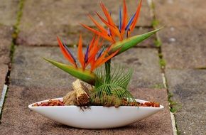 bird of paradise flower in pot