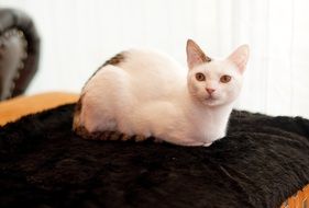 beautiful and amazing cute white Cat