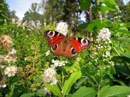 Nymphalis Peacock Butterfly on a flowering plant close up