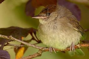 closeup of a young sparrow