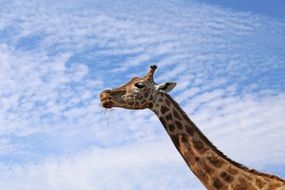 giraffe against the sky