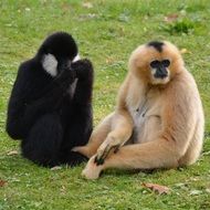 Black and yellow monkeys