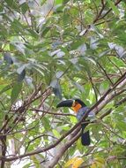 Toucan on a tree