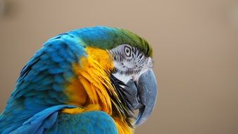 blue yellow macaw