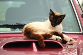 siamese cat lying on the red car