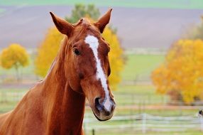 portrait of a horse in autumn