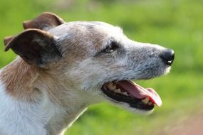profile portrait of a dog with a long tongue
