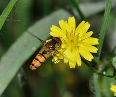 Episyrphus balteatus on the yellow flower close-up