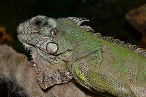 Green grey Reptile Terrarium Creature