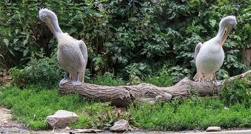 two dalmatian pelicans