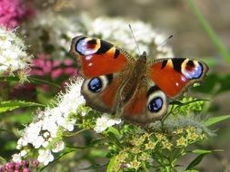 cute Peacock Butterfly