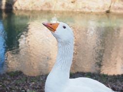 white goose by the river