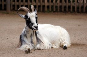 Goat on the farm