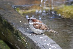 cute beautiful Sparrow