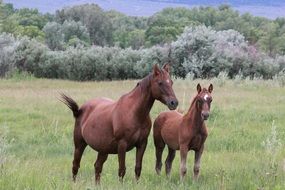 brown horses on green grass