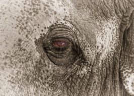 the sleepy eye of an elephant