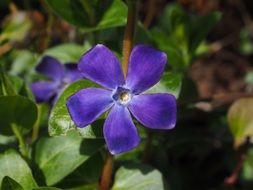 violet five-petaled periwinkle flower blossom
