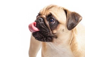 dog with tongue hanging out isolated on white background