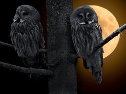 two Bart Owls on tree, moon at background