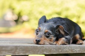 black puppy on a wooden bench