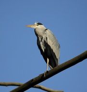 Grey Heron
