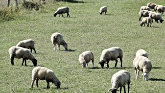 a herd of sheep graze in a meadow