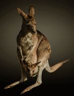 kangaroo with young kangaroo