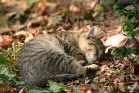 Cat with Dry Leaves