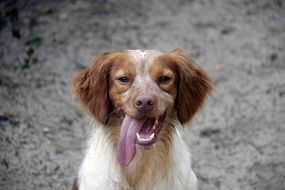 hunting dog with a long tongue