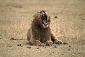 picture of the wild Lion Yawning